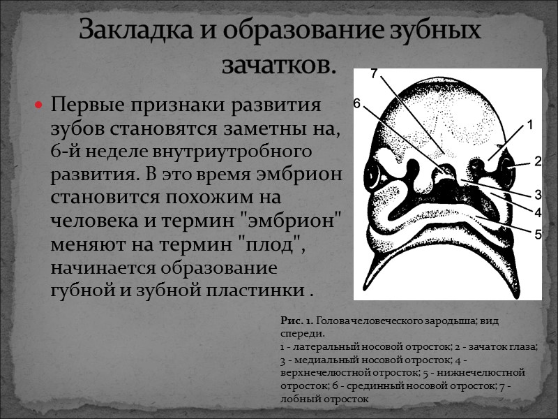 Первые признаки развития зубов становятся заметны на, 6-й неделе внутриутробного развития. В это время